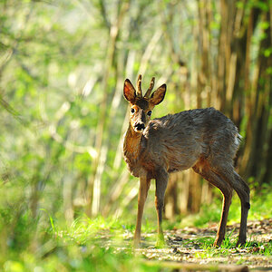 DSC 1363 Bastbock 1000