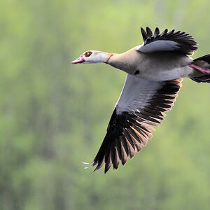 Nilgans 2013 1
