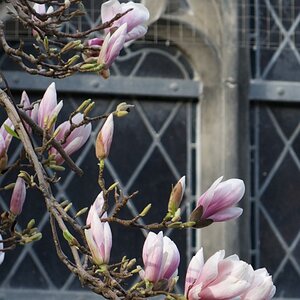 Magnolie April 2013