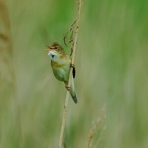 20130530 21102 [NIKON D2Xs] 400 mm,1 400 Sek. bei ƒ   5,6