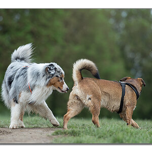 mrvi und der sheppard
