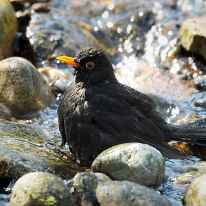 DSC 1176 Amsel badet 1000