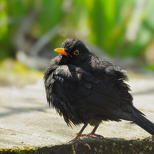 DSC 1175 Amsel nach Bad 1000