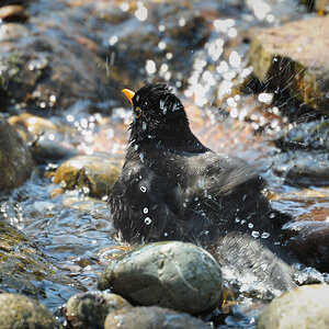 DSC 1172 Amsel badet 1000
