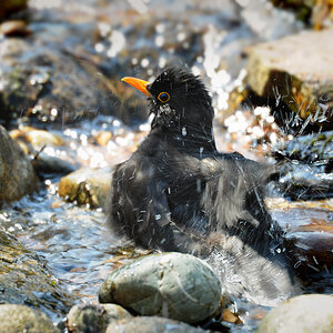 DSC 1171 Amsel badet 1000