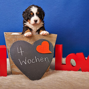 Für den Hundethread ...