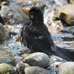 DSC 1170 Amsel badet 1000