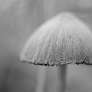 Pilz   grünfilter
