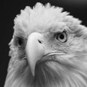 Weißkopfseeadler