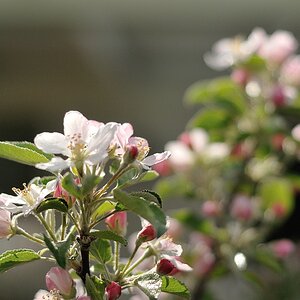 Apfelbaum 079