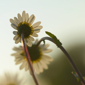 3209800margeriteblumen