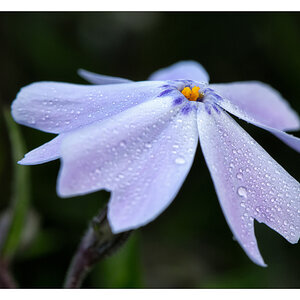 2013 05 06 DSC 7626 w