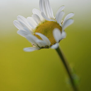 3357900margeriteblumen2