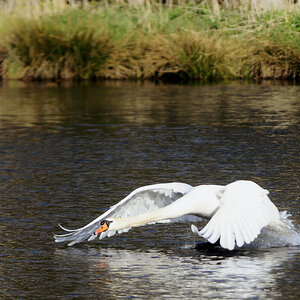 Schwan 2013 1