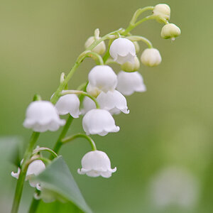 2521900maiglöckchenblumen