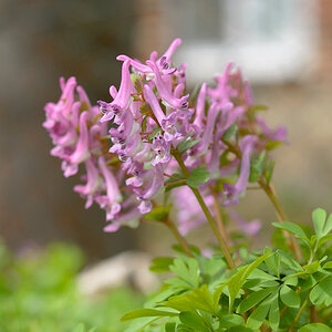 3blumen
