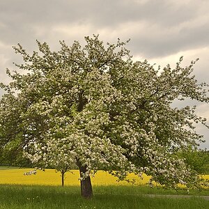 Baum001