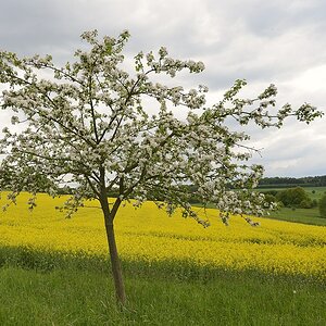Baum002