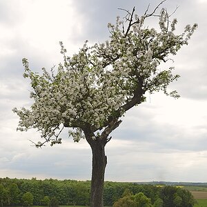 Baum003