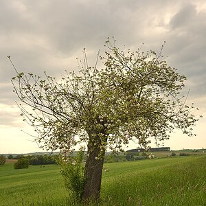 Baum004