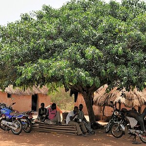 Baum 5477