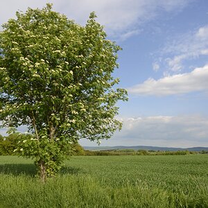 Baum005