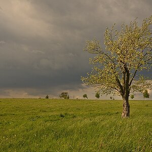 Baum006