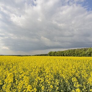 Waldrand03