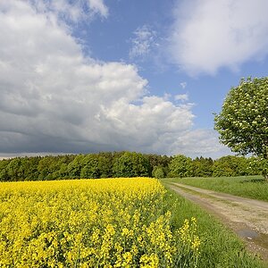 Waldrand04