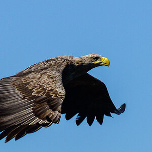Adler