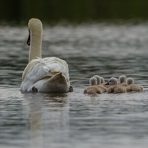 20130609 1515 [NIKON D7100] 600 mm,1 1250 Sek. bei ƒ   5,6