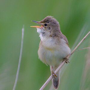 20130609 1239 [NIKON D7100] 850 mm,1 200 Sek. bei ƒ   6,3