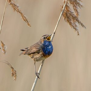 20130609 7652 [NIKON D4] 1000 mm,1 1000 Sek. bei ƒ   8,0