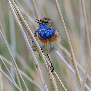 20130609 1430 [NIKON D7100] 600 mm,1 160 Sek. bei ƒ   8,0