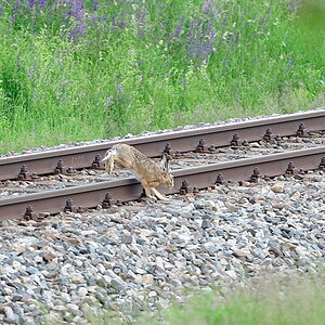 DSC 2299 Bahnhase