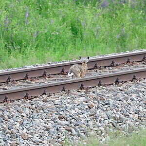 DSC 2297 Bahnhase