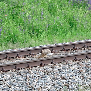 DSC 2294 Bahnhase