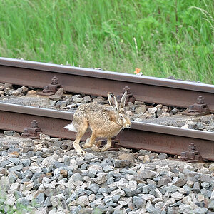 DSC 2270 Bahnhase