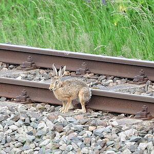 DSC 2267 Bahnhase