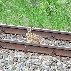 DSC 2266 Bahnhase