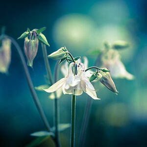 Blumen in Blau DSC 8031