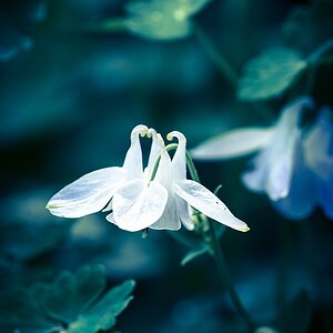 Blumen in Blau DSC 8051