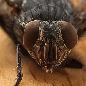 fliege