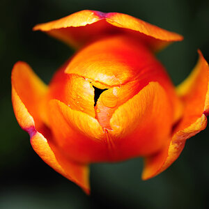 Tulpe
