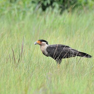 Karibikkarakara (Northern Crested Caracara)
bei Surama
2752