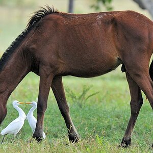 Kuhreiher (Cattle Egret)
Rockview lodge, Annai
3234