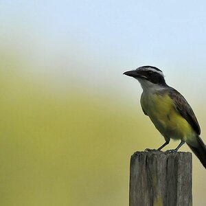Rotschwingentyrann (Rusty Magarined Flycatcher)
Rockview Lodge, Annai
3308