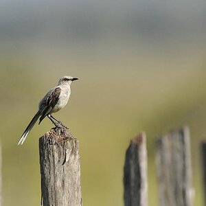 Tropenspottdrossel (Tropical Mockingbird)
Rockview Lodge, Annai
3312