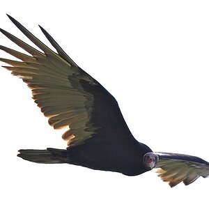Truthahngeier (Turkey Vulture)
Rockview Lodge, Annai
3101