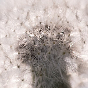 Pusteblume 1301